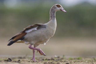 Egyptian Goose (Alopochen aegyptiaca), North Rhine-Westphalia, Germany