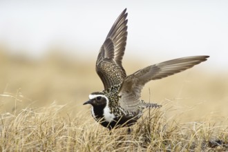 American Golden Plover (Pluvialis dominica), Alaska, USA