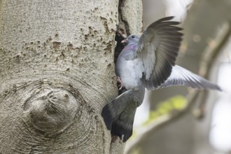 Stock Dove (Columba oenas), North Rhine-Westphalia, Germany