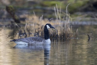 Canada Goose (Branta canadensis), Baden-Wuerttemberg, Germany