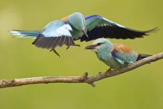 European Roller (Coracias garrulus) pair, Subotica, Serbia