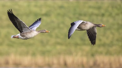 Greylag Goose (Anser anser) flying, Netherlands