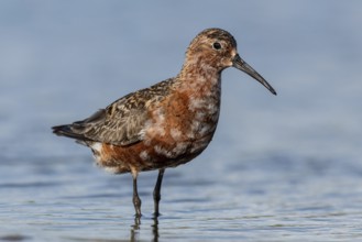 Curlew Sandpiper (Calidris ferruginea), Schleswig-Holstein, Germany