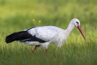 White Stork (Ciconia ciconia) foraging, North Rhine-Westphalia, Germany