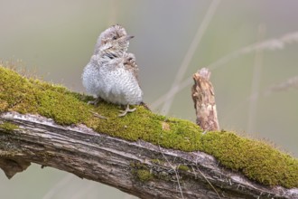 Eurasian Wryneck (Jynx torquilla), Saxony-Anhalt, Germany