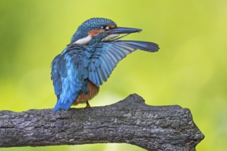 Common Kingfisher (Alcedo atthis) perched on a branch, Saxony-Anhalt, Germany