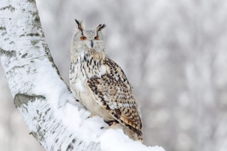 Winter scene with Big Eastern Siberian Eagle Owl, Bubo bubo sibiricus, sitting in the birch tree