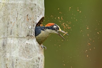 Bird cleaning nest hole. Woodpecker from Costa Rica, Black-cheeked Woodpecker, Melanerpes