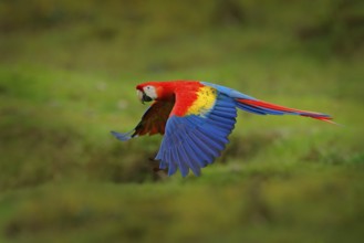 Red parrot in forest. Macaw parrot flying in dark green vegetation. Scarlet Macaw, Ara macao, in
