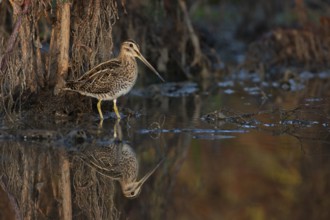 Common Snipe (Gallinago gallinago) foraging, Saxony, Germany
