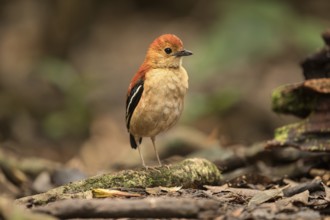 Blue-headed Pitta (Hydrornis baudii) female, Sabah, Malaysia