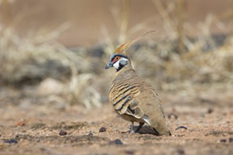 Spinifex Pigeon (Geophaps plumifera) perched on the ground, Queensland, Australia