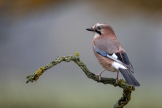 Eurasian Jay (Garrulus glandarius) perched on a branch, Saxony-Anhalt, Germany