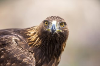 Golden Eagle (Aquila chrysaetos), Madrid, Spain