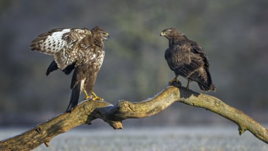 Common Buzzard (Buteo buteo) perched on a branch, Saxony-Anhalt, Germany