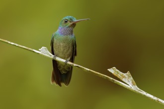 Charming Hummingbird, Amazilia decora, bird feeding sweet nectar from flower pink bloom.