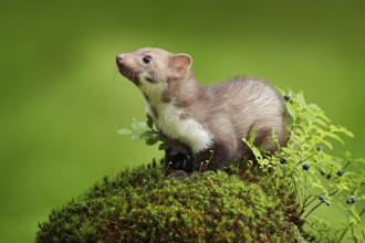 Beautiful cute forest animal. Beech marten, Martes foina, with clear green background. Small