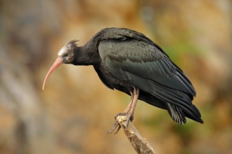 Bald Ibis Geronticus eremita, exotic bird in the nature habitat, evening sun light, during sunset,