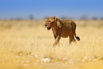 Safari in Africa. Big angry female lion in Etosha NP, Namibia. African lion walking in the grass,