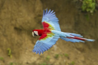 Red-and-green Macaw (Ara chloropterus) flying, Manu National Park, Peru