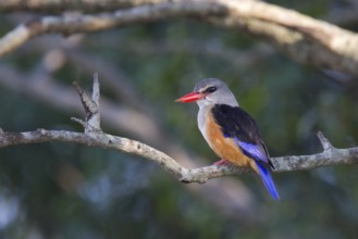 Grey-headed Kingfisher (Halcyon leucocephala), Masai Mara, Kenya