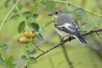 European Pied Flycatcher (Ficedula hypoleuca) female, Andalusia, Spain