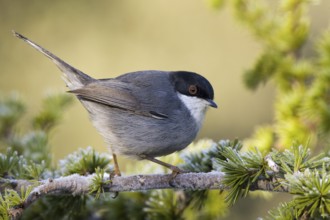 Sardinian Warbler (Sylvia melanocephala) male, Castile-La Mancha, Spain
