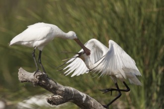 Eurasian Spoonbill (Platalea leucorodia) juvenile, Andalusia, Spain
