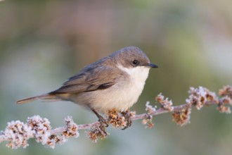 Lesser Whitethroat (Sylvia curruca), Baden-Wuerttemberg, Germany