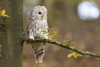 Ural Owl (Strix uralensis) captive, Baden-Wuerttemberg, Germany