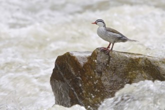 Torrent Duck (Merganetta armata) male, Ecuador