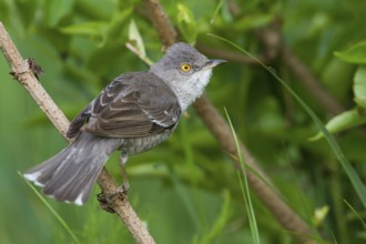 Barred Warbler (Sylvia nisoria), Hungary