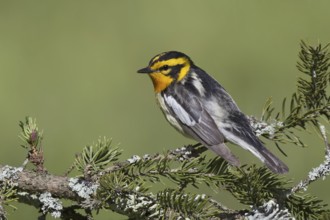 Blackburnian Warbler (Setophaga fusca), New York, USA