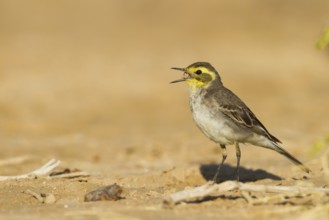 Citrine Wagtail (Motacilla citreola) singing, Oman