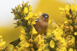 Common Chaffinch (Fringilla coelebs) male on a flowering branch, United Kingdom