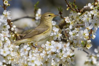 Willow Warbler (Phylloscopus trochilus), Rhineland-Palatinate, Germany