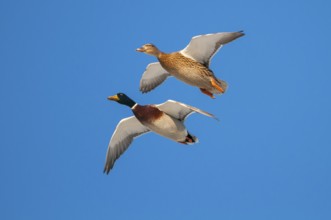 Mallard (Anas platyrhynchos) pair flying, Lower Saxony, Germany