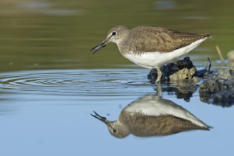 Green Sandpiper (Tringa ochropus) foraging, Tuscany, Italy
