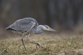 Graureiher (Ardea cinerea) Grey Heron