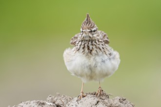 Thekla Lark (Galerida theklae), Mallorca, Spain