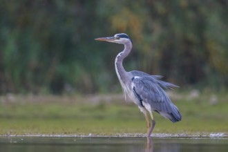 Grey Heron (Ardea cinerea) foraging, North Rhine-Westphalia, Germany