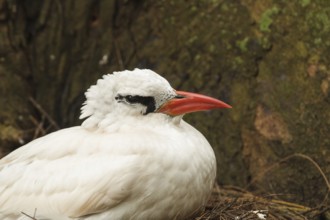 Red-tailed Tropicbird (Phaethon rubricauda), Hawaii, USA