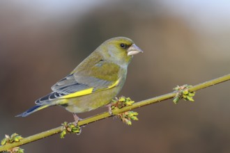 European Greenfinch (Chloris chloris) male perched on a branch, North Rhine-Westphalia, Germany