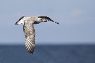 European Herring Gull (Larus argentatus) juvenile flying, Baltic Sea, Germany