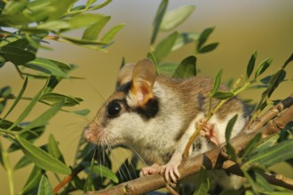 Garden Dormouse (Eliomys quercinus) adult climbing in vegetation, Andalusia, Spain
