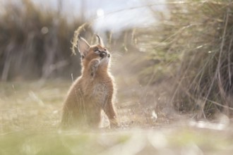 Caracal (Caracal caracal) cub playing with grass stalk, Castile-La Mancha, Spain