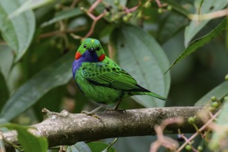 Orange-eared Tanager (Chlorochrysa calliparaea) perched on a branch in the Amazon in Peru