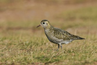 European Golden Plover (Pluvialis apricaria), Schleswig-Holstein, Germany