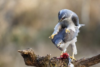 Northern Goshawk (Accipiter gentilis) pair mating, Zaragoza, Spain