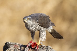 Northern Goshawk (Accipiter gentilis) female, Zaragoza, Spain